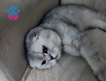 Uysal güzel bir kedi Scottish Fold - 9245 - Görsel 4