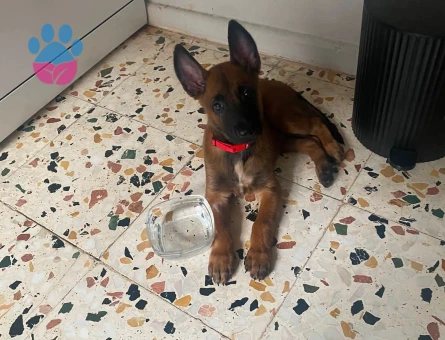 Belçika Kurdu Yavrumuz Sevgiyle Büyüyeceği Yuvasını Arıyor - 9248 - Görsel 2