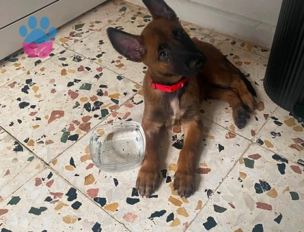 Belçika Kurdu Yavrumuz Sevgiyle Büyüyeceği Yuvasını Arıyor - 9248 - Görsel 3
