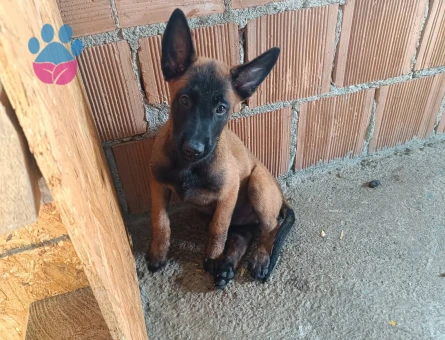 Yeni Ailesini Bekleyen Sevimli Belçika Kurdu Yavrularımız - 9249 - Görsel 3