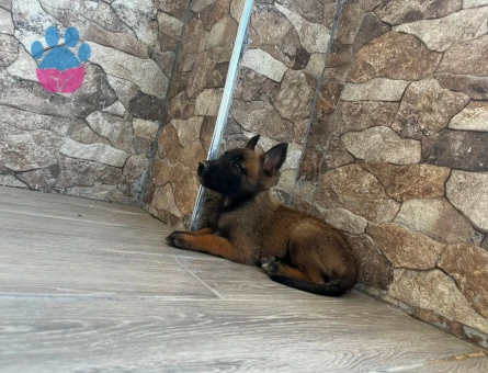 Belçika Kurdu Yavrumuz Yeni Dostunu Bekliyor - 9251 - Görsel 3