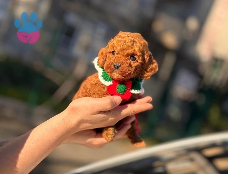 Scrli̇ Anne Babadan Kore Kan Toy Poodle Yavrularimiz - 9253 - Görsel 4