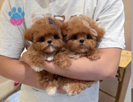 Oyuncu Ve Akıllı Minik Dost Toy Poodle Yavrular - 9254