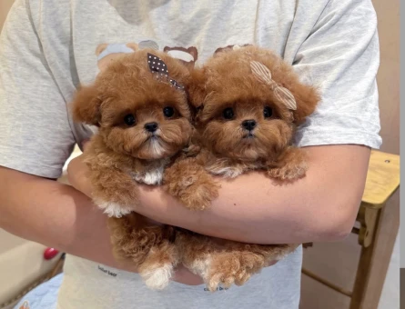 Oyuncu Ve Akıllı Minik Dost Toy Poodle Yavrular - 9254