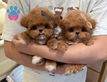 Oyuncu Ve Akıllı Minik Dost Toy Poodle Yavrular - 9254 - Görsel 3