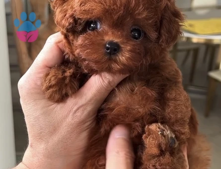 Teacup Korea Kan Toypoodle Bebekler - 9258