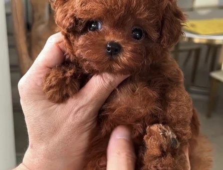 Teacup Korea Kan Toypoodle Bebekler - 9258