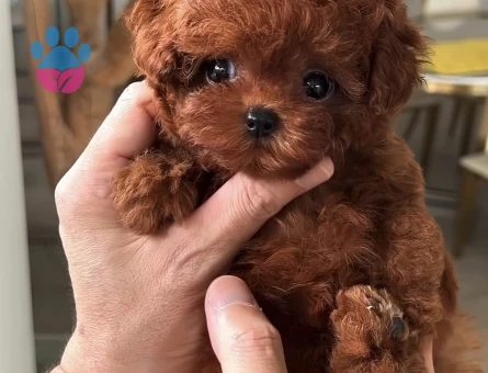 Teacup Korea Kan Toypoodle Bebekler - 9258 - Görsel 3