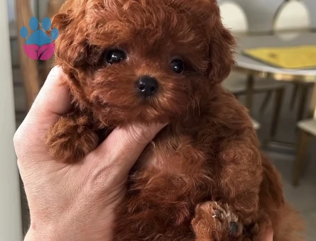 Teacup Korea Kan Toypoodle Bebekler - 9258 - Görsel 4
