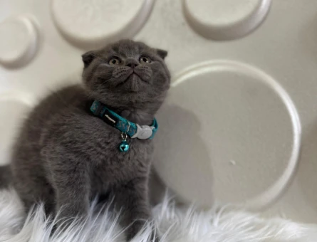 Scottish Fold Erkek 2 Aylık Topaça Kafa Gri