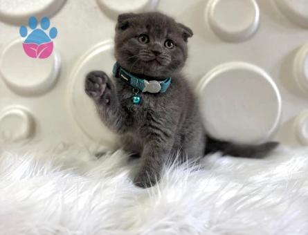 Scottish Fold Erkek 2 Aylık Topaça Kafa Gri