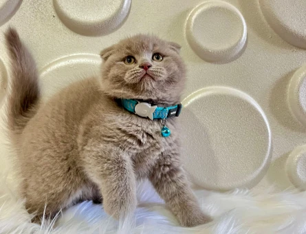 Scottish Fold Lilac Erkek 2 Aylık
