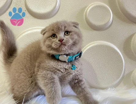 Scottish Fold Lilac Erkek 2 Aylık