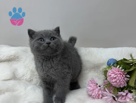 Efsane güzellikte ayıcık suratlı Pofidik yavrular