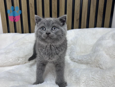 Efsane güzellikte ayıcık suratlı Pofidik yavrular