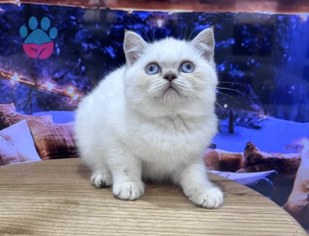 Efsane güzellikte ayıcık suratlı Pofidik yavrular