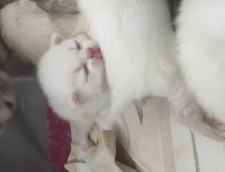 British Shorthair Yeni Doğan Yavrular