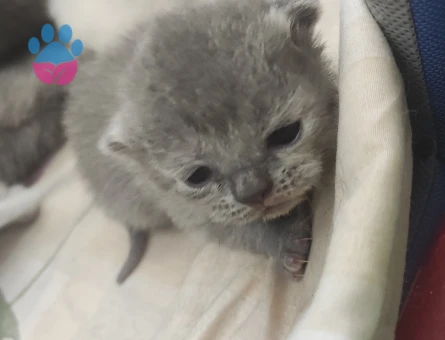 British Shorthair Yeni Doğan Yavrular