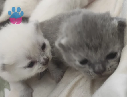 British Shorthair Yeni Doğan Yavrular