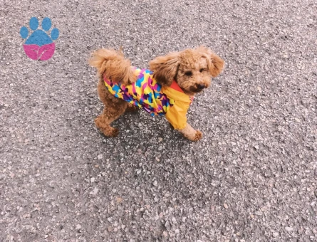 Toy Poodle Kızımıza Eş arıyoruz