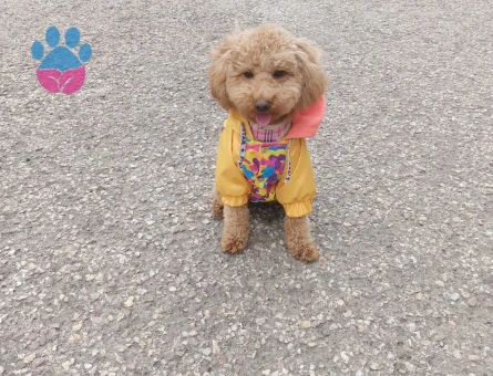 Toy Poodle Kızımıza Eş arıyoruz