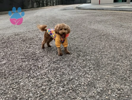 Toy Poodle Kızımıza Eş arıyoruz