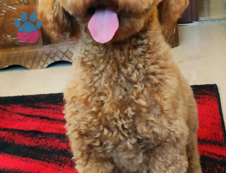 Toy Poodle Kızımıza Eş arıyoruz