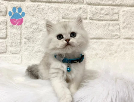 British Longhair Silver 2 Aylık