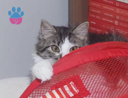 6 Aylık Tekir Dişi