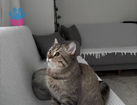 British Shorthair Erkek Kısır 8aylık
