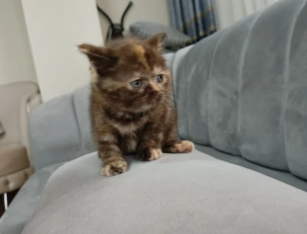 British Sorthair 1,5 Aylık Yavrumuz