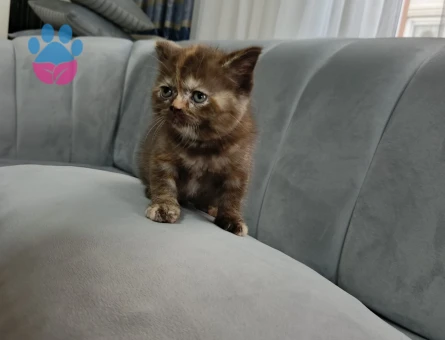 British Sorthair 1,5 Aylık Yavrumuz