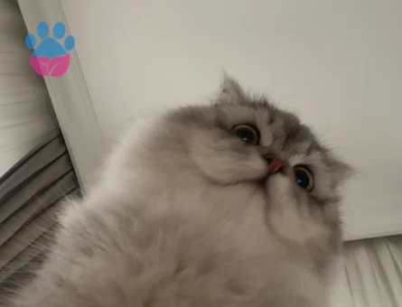 Chinchillaa 1 Yaşında Kedim Yuva Arıyor