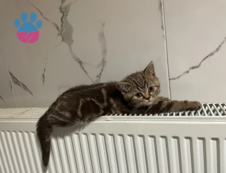 Sevimli British Shorthair 2 Aylık