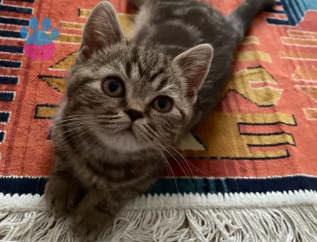 Sevimli British Shorthair 2 Aylık