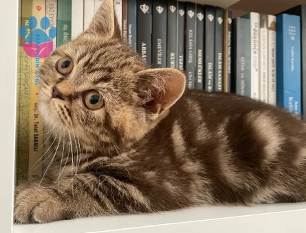 Sevimli British Shorthair 2 Aylık