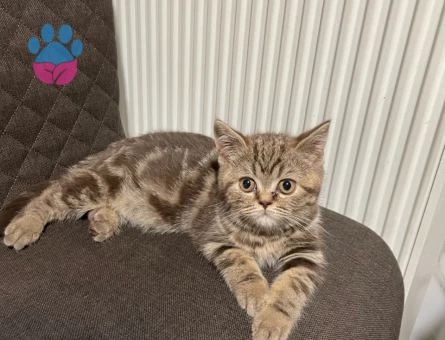 Sevimli British Shorthair 2 Aylık