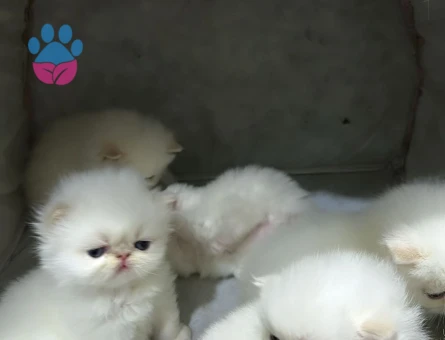 Exotic Shorthair Erkek