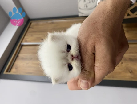 Exotic Shorthair Erkek