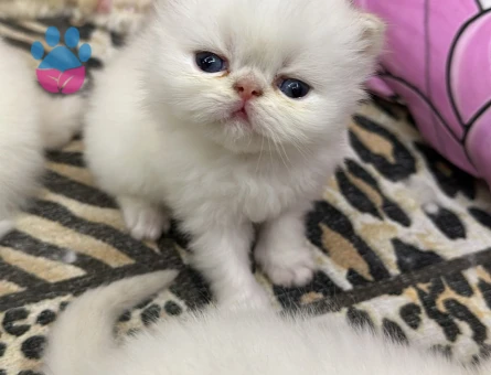 Exotic Shorthair Erkek