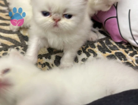 Exotic Shorthair Erkek