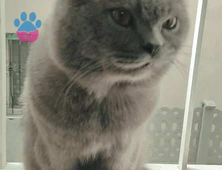 British Shorthair 2 Yaşında