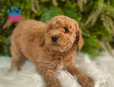 Erkek ve Dişi Toy Poodle Yavrularımız