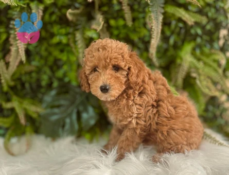 Orijinal Toy Poodle Yavrularımız 2 Aylık
