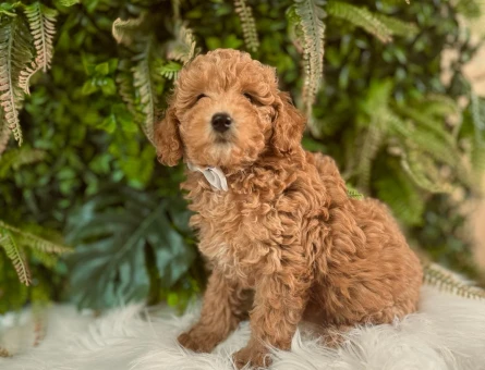 İlk Aşıları Tam Toy Poodle Yavrularımız