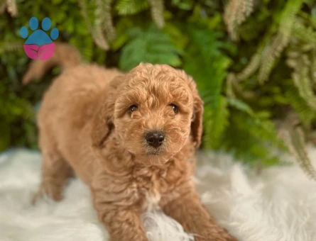 orjinal dişi ve erkek toy poodle yavrularımız.