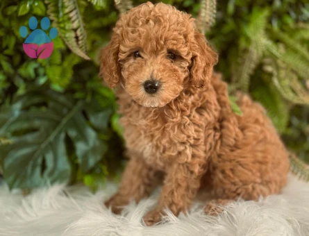 2 Aylık Muhteşem Güzellikte Toy Poodle Yavrularımız