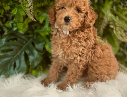 0 numara orjinal dişi ve erkek toy poodle yavrularımız.