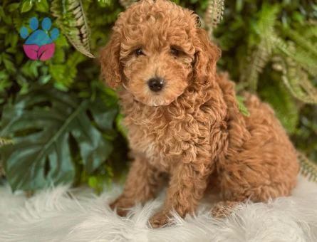 0 numara orjinal dişi ve erkek toy poodle yavrularımız.