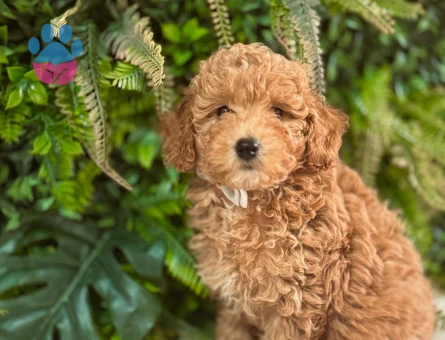 Safkan Toy Poodle 2 Aylık Yavrularımız